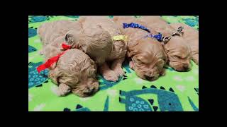 F1 English Goldendoodle Puppies ❤️❤️❤️ [upl. by Ehud]