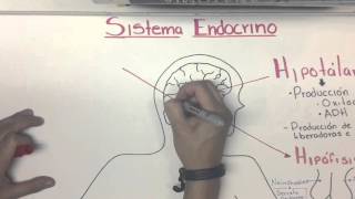 Sistema Endocrino Introducción [upl. by Eltsryk996]