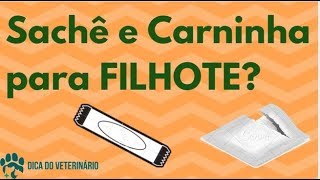 Sachezinho e Carne Lata Para Filhote Será que é Saudável  Dica do Veterinário [upl. by Eekram]