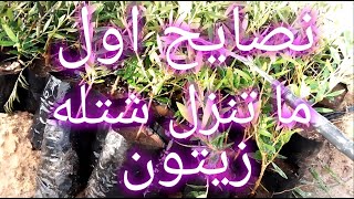 نصايح لما تنزل شتله زيتون [upl. by Eveneg]