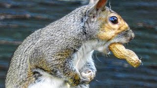 Ultimate 8 Hour Video Of Squirrels Fun For Your Dogs and Cats  May 6 2019 [upl. by Harris]