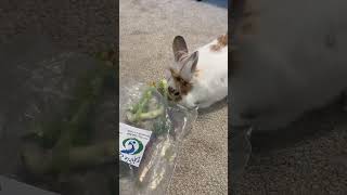 This is her favorite lettuce 🥬 rabbit cutebunny bunny houserabbit lettuce funny [upl. by Zara503]