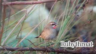 Rubythroat with call  Birds  Nature  Wildlife  Cambodia [upl. by Ynohtn]