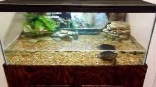 Snapping turtle tank setup [upl. by Ahse]