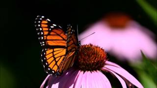 Viceroy Butterfly  Monarch Mimicry [upl. by Onitsoga]