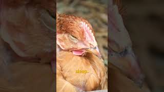 How Many Chickens Eaten During Super Bowl superbowl vegan shorts [upl. by Allenrad654]