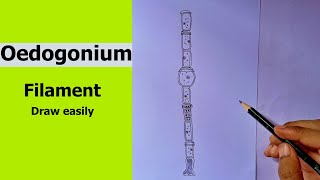 Oedogonium Green Algae  Oedogonium Filament  how to draw Oedogonium step by step  BSc BOTANY [upl. by Ritter]