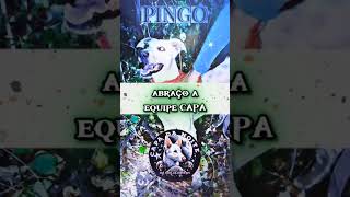 PINGO caçada cachorro [upl. by Anes]