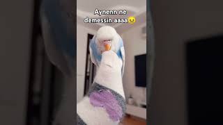 Lisa hamile😶 keşfet viralvideo keşfetedüş youtubeshorts keşfetol music birds quotesandmusicf [upl. by Nyleuqcaj559]