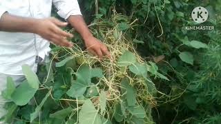 cuscuta total stem parasites heterotrophic plant dodder by biology wallah unique [upl. by Ravahs]