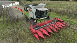 🌻Récolte tournesol 🌻 Claas trion 650🟢 [upl. by Swanson]