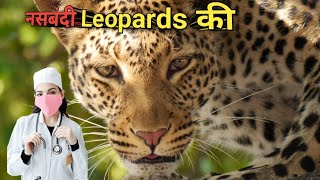 नसबंदी Leopards की । Man Animal Conflicts In Maharastra । Uttarakhand Human Death Due To Animals [upl. by Lauree]