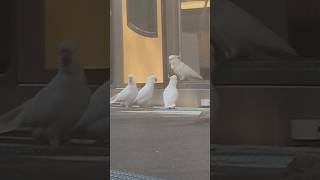 Birds on a Train  Ozzy Man Quickies [upl. by Ellehciram]