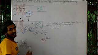 CELL SIGNALING PART 26 The mechanism of GPCR signaling pathway or GPCRcAMPPKA Signaling pathway [upl. by Aicella]