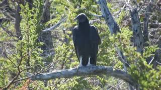 Jote cabeza negra Coragyps atratus posado [upl. by Hayashi]