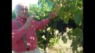 Growing Cabernet Franc  Louis Lucas [upl. by Naret]