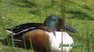 shoveler  slobeend  anas clypeata [upl. by Ahtreb268]