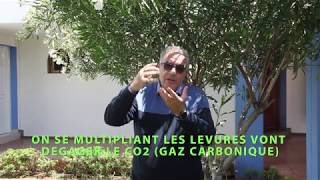 LA LEVURE BOULANGERE METHODE DE FABRICATION ET UTILISATION [upl. by Maximilian]