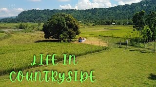 RURAL LIFE HARVESTING RICE FRUITS VEGETABLES LIFE IN COUNTRYSIDE NATURE SOUNDsatisfyingytsearch [upl. by Standush]