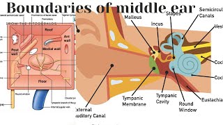 Anatomy of middle ear  boundaries of middle ear  tympanic cavity [upl. by Arhat]