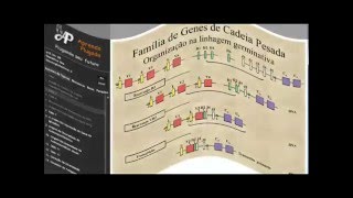 Amostra da aula 10 de IMUNOLOGIA  Genética das Imunoglobulinas 2 [upl. by Reine]