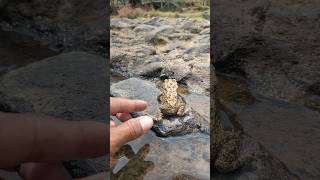 Jumping frog funny video catching frog 🐸 frog funny funnyvideo [upl. by Emlin]