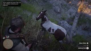 RDR2 American Paint  location near Donner Falls Horseman 10 [upl. by Acinorrev]