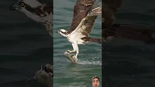 Falcon attack on fish falcon [upl. by Cati924]