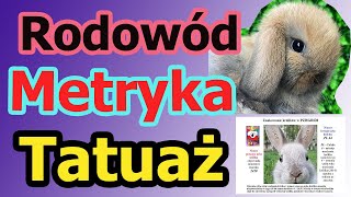 Jak wygląda Metryka Rodowód Obrączkowanie Tatuowanie Królików  Króliki z Teddy Village [upl. by Osnerol87]