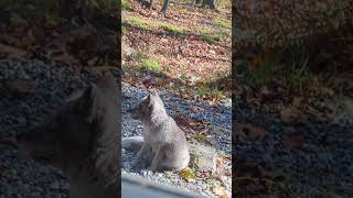 Tiny silver fox Omega Park [upl. by Darbie]