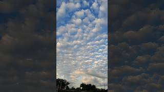 Belas formações de nuvens Altocumulus céu encarneirado EsteioRS 030624 shorts clouds [upl. by Lotson]