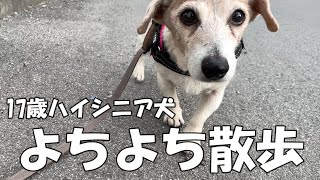 17歳ハイシニア犬のお散歩はよちよち歩きでマイペースです [upl. by Dosh]