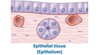 Epithelial tissue EpitheliumPart 1 Prof Dr Md Ashfaqur Rahman [upl. by Bary787]