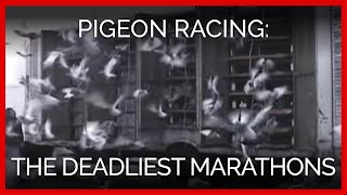 Pigeon Racing The Deadliest Marathons [upl. by Anderea]