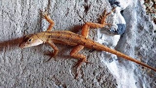 Lagartija anolis brown anole  reptiles [upl. by Pascasia]