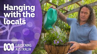 Native hanging baskets are great for saving space  Australian native plants  Gardening Australia [upl. by Winikka]