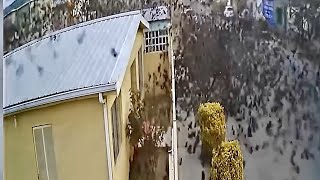 Video Captures Hundreds Of Black Birds Suddenly Falling From The Sky In Mexico  Strange Mystery [upl. by Yrtsed]