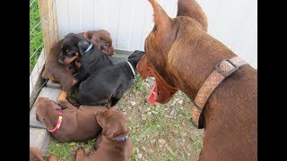 Doberman DAD meets his 7 puppies for the first time [upl. by Herzog504]