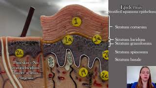 Anatomy of the Skin [upl. by Atnwahs]