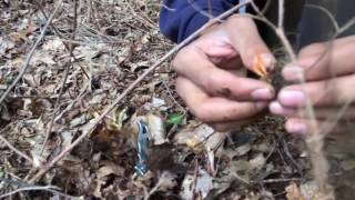 Finding Wild Cordyceps militaris in Pennsylvania [upl. by Odracer104]