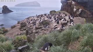 TawakiCam  Erectcrested penguins in Anchorage Bay Antipodes Island [upl. by Kopaz]