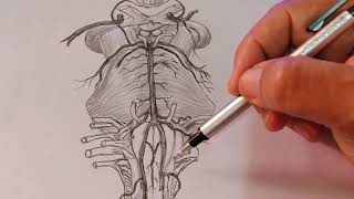 Anatomia Sistema vertebrobasilar carotídeo Humano [upl. by Notanhoj]