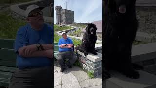 World famous Newfoundland dogs are the premium water rescue dog [upl. by Lindemann691]