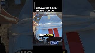 Uncovering A 1966 Shelby Cobra shelby shelbycobra barnfind [upl. by Arada415]