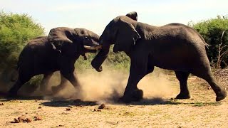 Elephant vs Elephant Fight  Raw footage [upl. by Nylknarf]