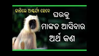 ଘରକୁ ମାଙ୍କଡ ଆସିବାର ଅର୍ଥ କଣ   Gharaku Mankada Asibara Artha  sadhu bani [upl. by Ennayd]