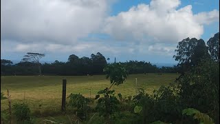 new years day 2024 friends farm in hakalau hi [upl. by Moriah]