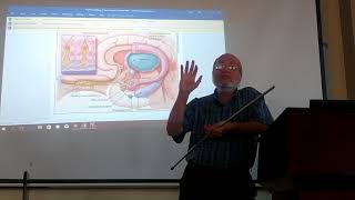 Neuroanatomy 82  Olfactory pathway   by Dr Wahdan [upl. by Dat]