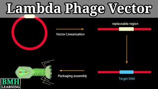 Lambda Phage Vector  Gene Cloning Using Lambda Phage Vector  lambda Cloning Vector [upl. by Lyckman]