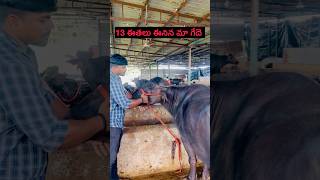 13 ఈతలు ఈనిన మా గేదె 13th Lactation animals in our dairy heifer farming dairy farm [upl. by Llerrahs793]